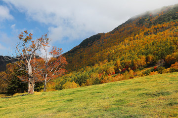 Naklejka premium Autumn scenery of a beautiful maple tree on the green grassy meadow on hillside and colorful forests on the mountains under sunny sky in Shiga Kogen ( Highland ) National Park in Nagano, Japan