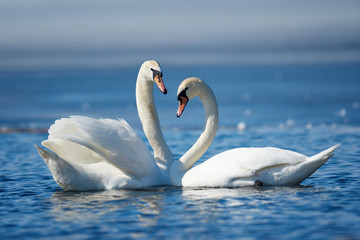Romantische twee zwanen, symbool van liefde
