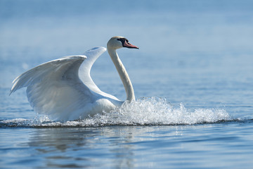 Obraz na płótnie Canvas Mute swan flapping wings