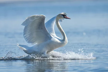 Printed kitchen splashbacks Swan Mute swan flapping wings