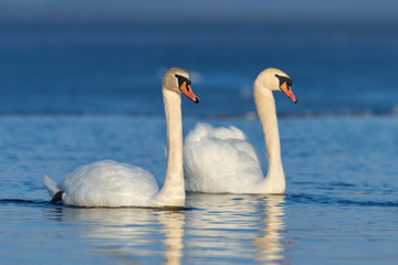 Romantic two swans, symbol of love