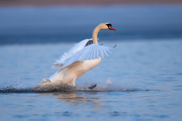 Mute swan flapping wings