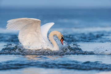 Naklejka premium Mute swan flapping wings