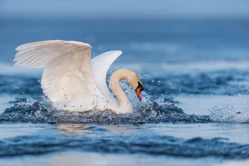 Fotobehang Zwaan Knobbelzwaan fladderende vleugels