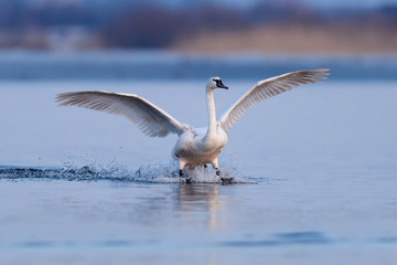 Fototapeta na wymiar Mute swan, Cygnus olor, single bird in flight