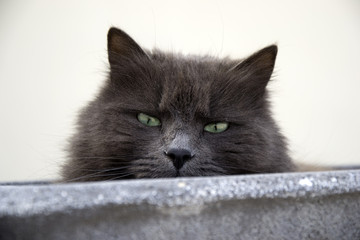 Search Photos Yeux Verts