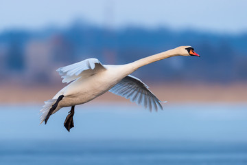 Mute swan, Cygnus olor, single bird in flight