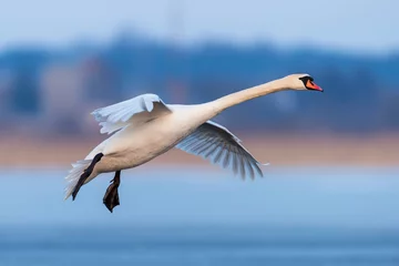 Photo sur Plexiglas Cygne Mute swan, Cygnus olor, seul oiseau en vol