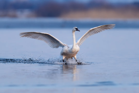 Mute swan, Cygnus olor, single bird in flight