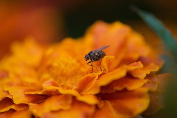 a little fly on a flower