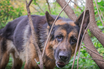German shepherd dog in sunny autumn