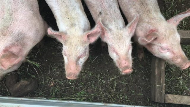 Young pigs in a farm in Rarotonga, Cook Islands. 