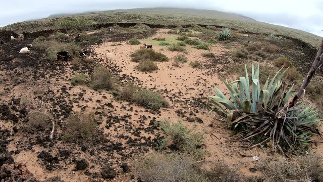 Ziegenherde auf Fuerteventura, Nutztier, Ziege, Herde, Landwirtschaft, Spanien, 4K