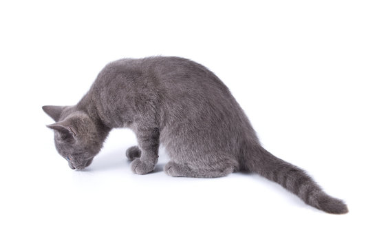 Beautiful small blue cat sniffes the ground is isolated on a white background