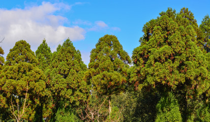Top of huge pine trees at ancient forest