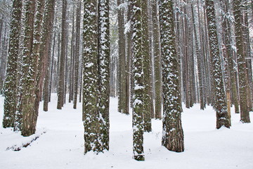 Fototapeta premium Snowy beech and pine forest in late winter, Sila National Park, Calabria, southern Italy