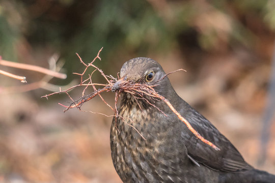 Amsel bei nestbau
