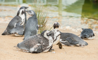 Fototapeta premium family of fledgling and young African penguins on a sandy shoreline