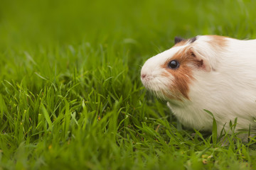 Funny guinea pig eating grass in the garden outdoors