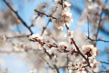 Cherry plum tree bloom. Branch of a leaf plum