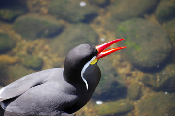 sterne inca le bec ouvert 