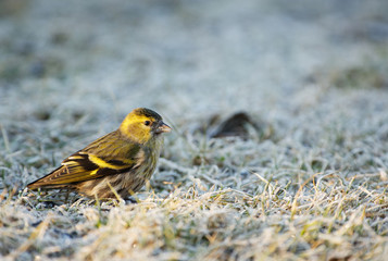 Siskin (Carduelis spinus) on the ground