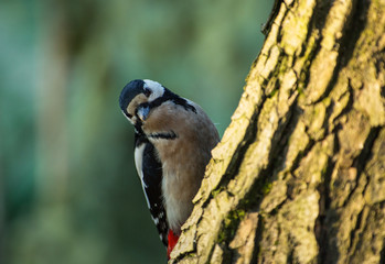 Greater spotted woodpecker (Dendrocopos major) on the tree trunk