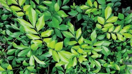 Green leaf nature background