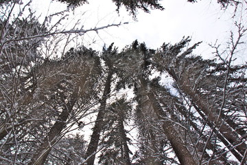 Snowy beech and pine forest in late winter, Sila National Park, Calabria, southern Italy