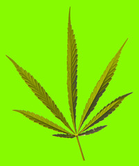 Cannabis Texture Marijuana Leaf Pile Background