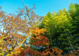 Autumn scenery in Nara, Japan