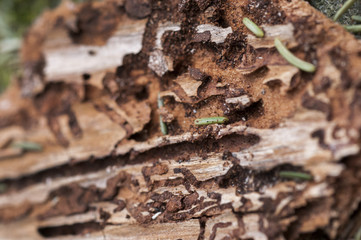 Damage wood surface by termite with space for write wording, cause of infection disease