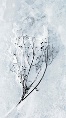 Frozen plant at the bottom of a trench.