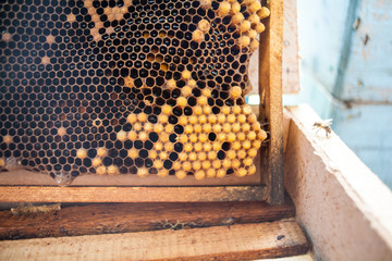Queen cup or cell of the wax comb from the honey bee