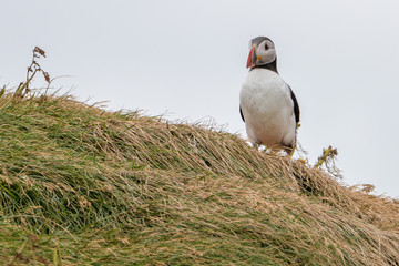 Atlantic Puffin Portrait