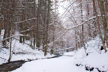Snowy beech and pine forest in late winter, Sila National Park, Calabria, southern Italy