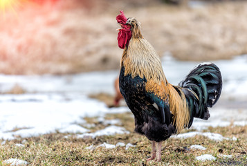 The rooster screams in the morning in the spring