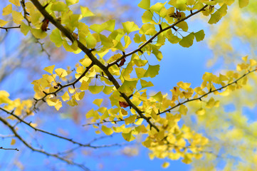 Ginkgo leaves (Ginkgo biloba) in autumn