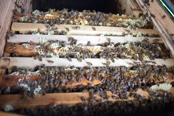 Bees working the carpathian breed close-up
