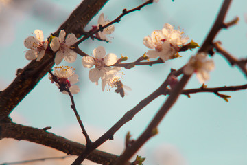 Cherry plum tree bloom. Branch of a leaf plum