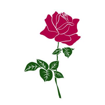 silhouette of red rose