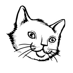 cat hand drawn