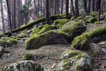 Fototapeta premium wilderness landscape forest with pine trees and moss on rocks