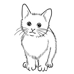 freehand sketch illustration of little cat
