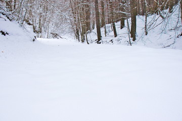 Snowy beech and pine forest in late winter, Sila National Park, Calabria, southern Italy