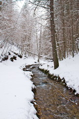 Snowy beech and pine forest in late winter, Sila National Park, Calabria, southern Italy