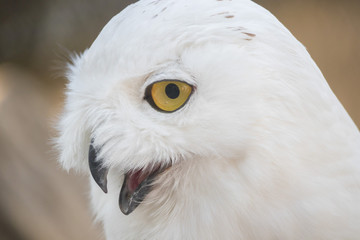 Snowy Owl Portrait