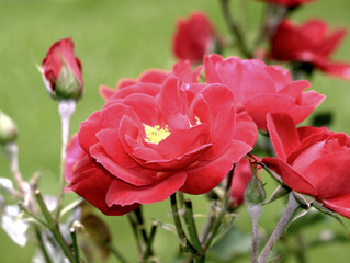 Roten Rosen im Garten