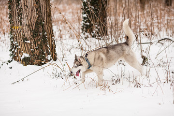 Husky is running