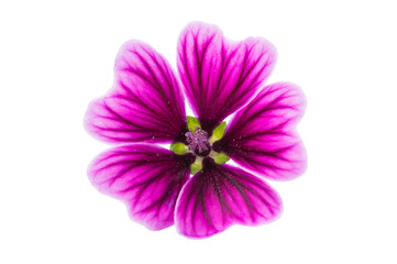 Violet 
